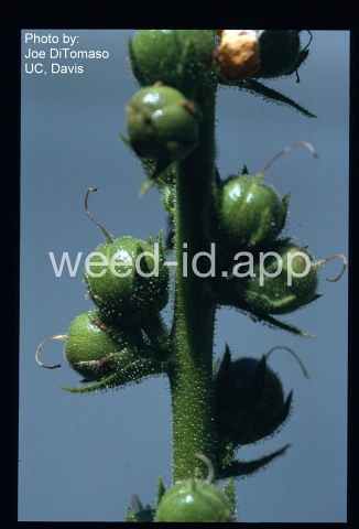 mullein, purplestamen